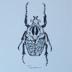 ESCARABAJO 01