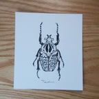 ESCARABAJO 01
