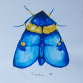 POLILLA