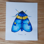 POLILLA