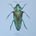 ESCARABAJO 03