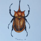 ESCARABAJO 02