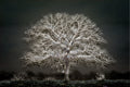 El Árbol de la noche