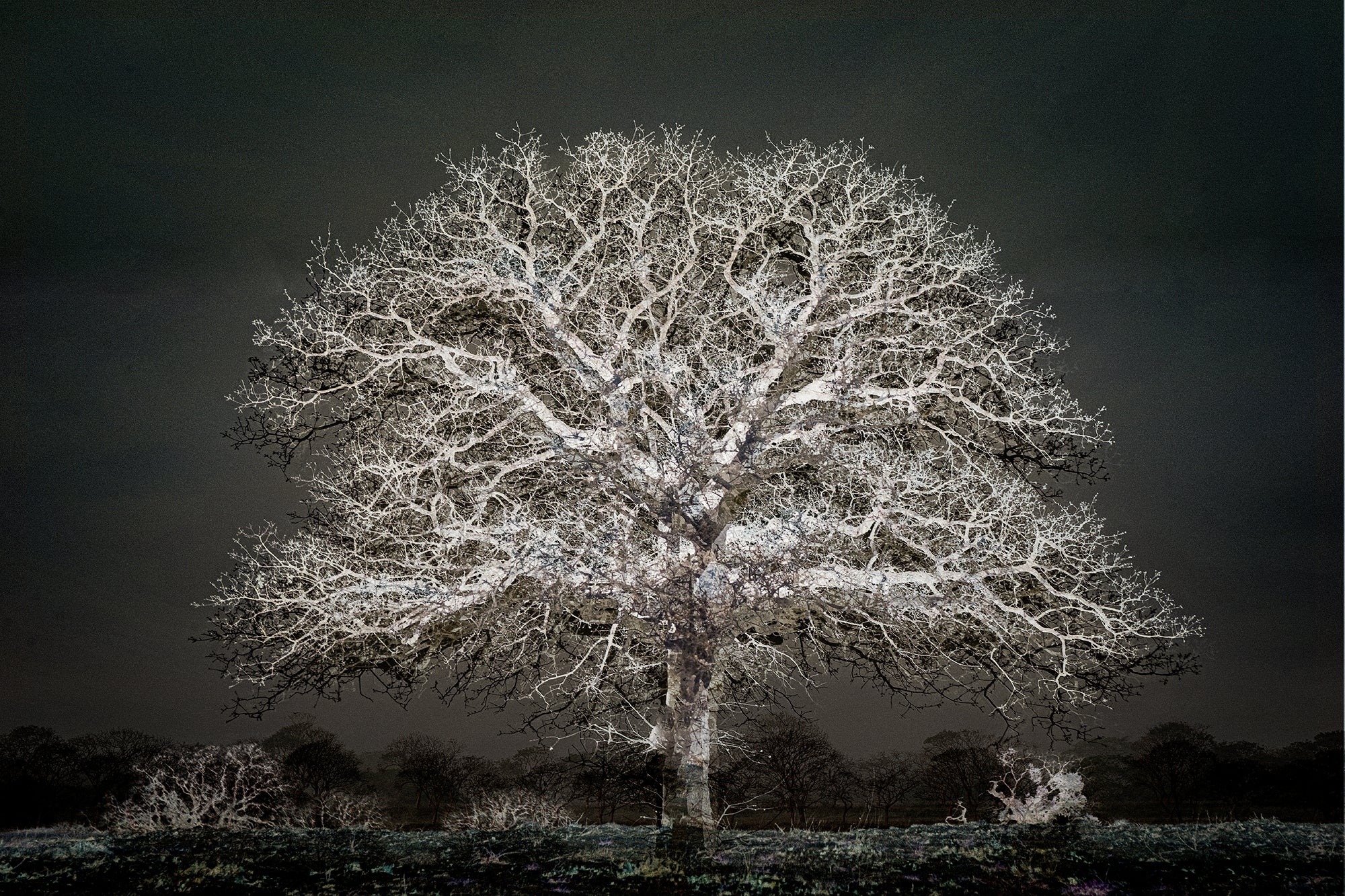 El Árbol de la noche