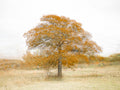 Tree in autumn
