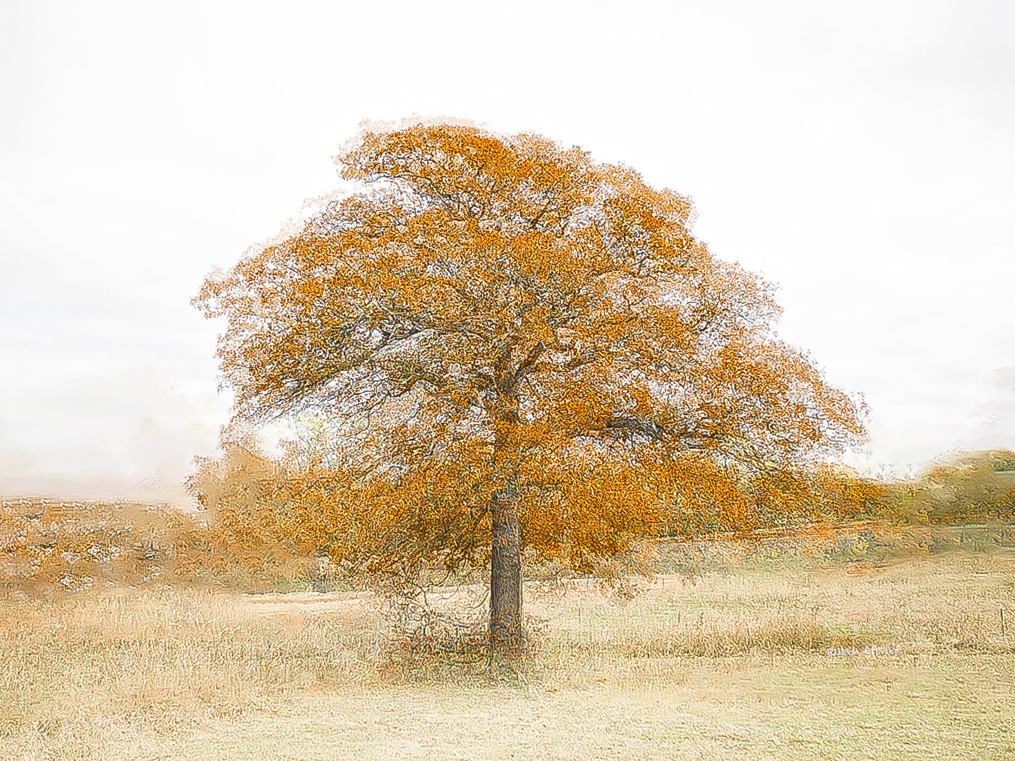 Tree in autumn