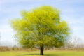 Tree in summer