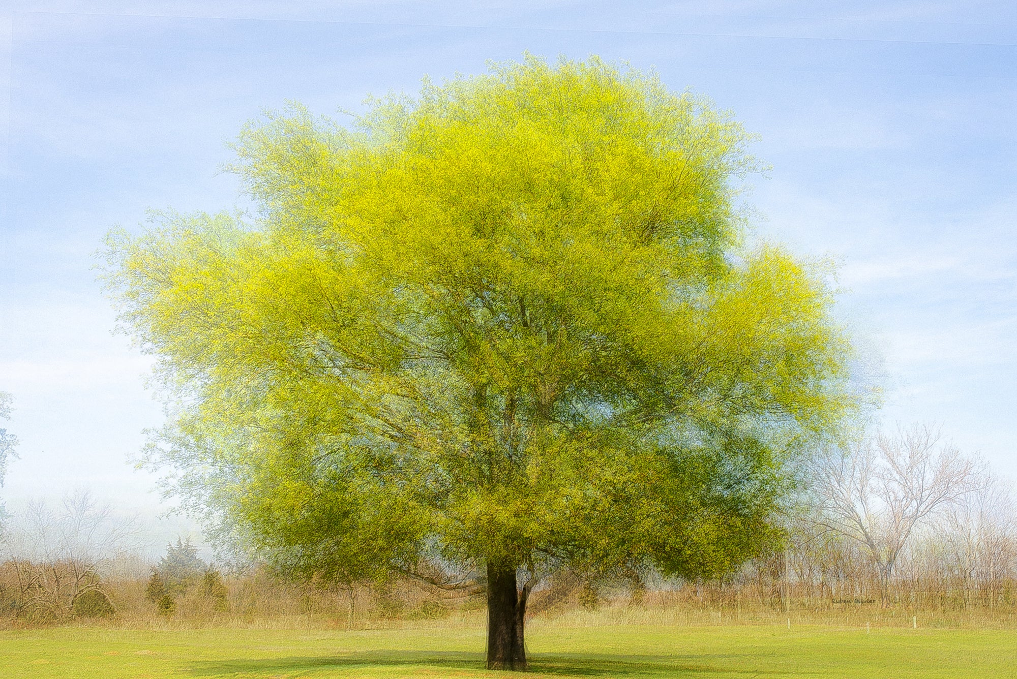 Árbol en verano