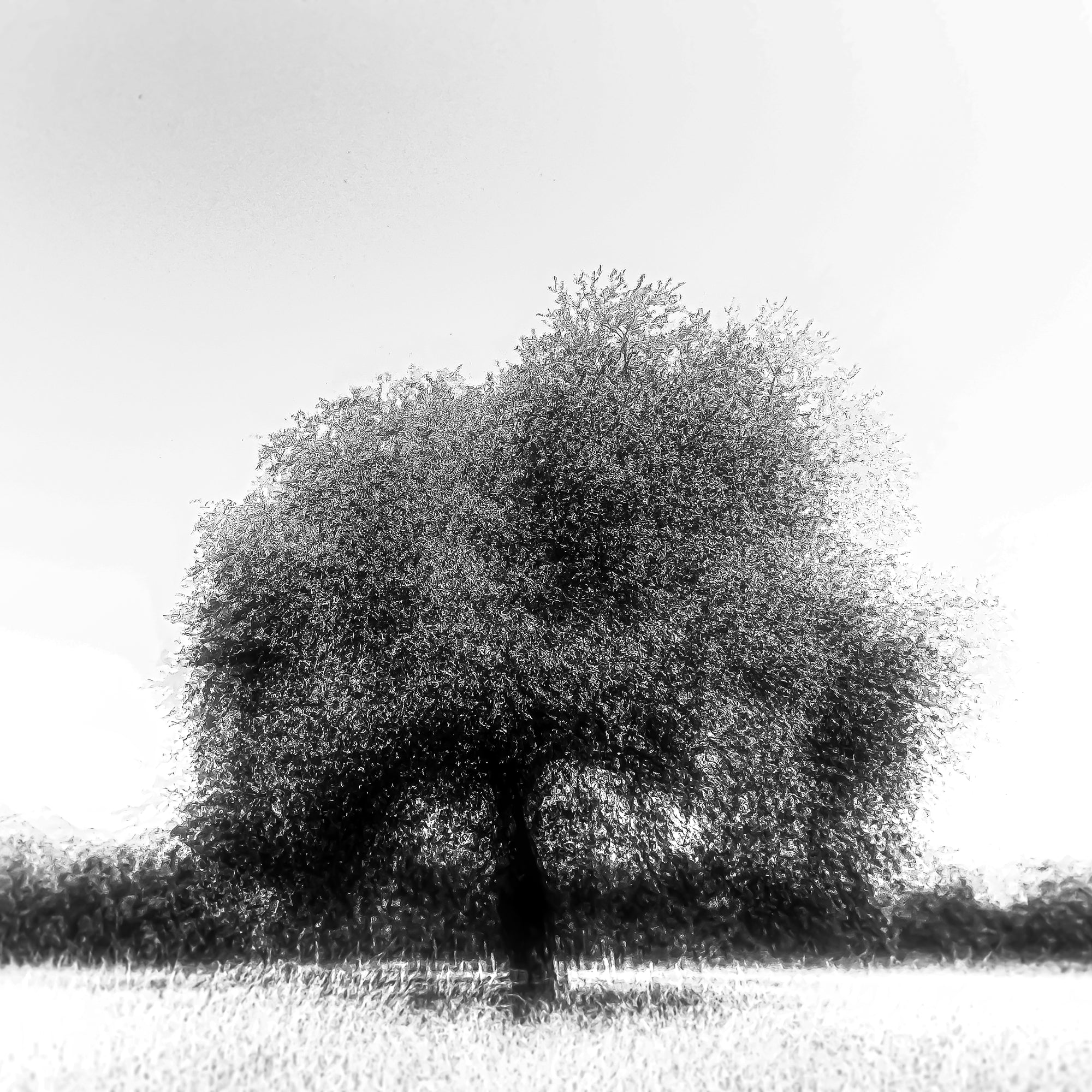 Arbolito en Blanco y Negro