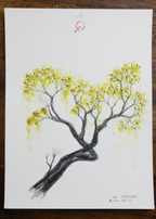 Aurum floris