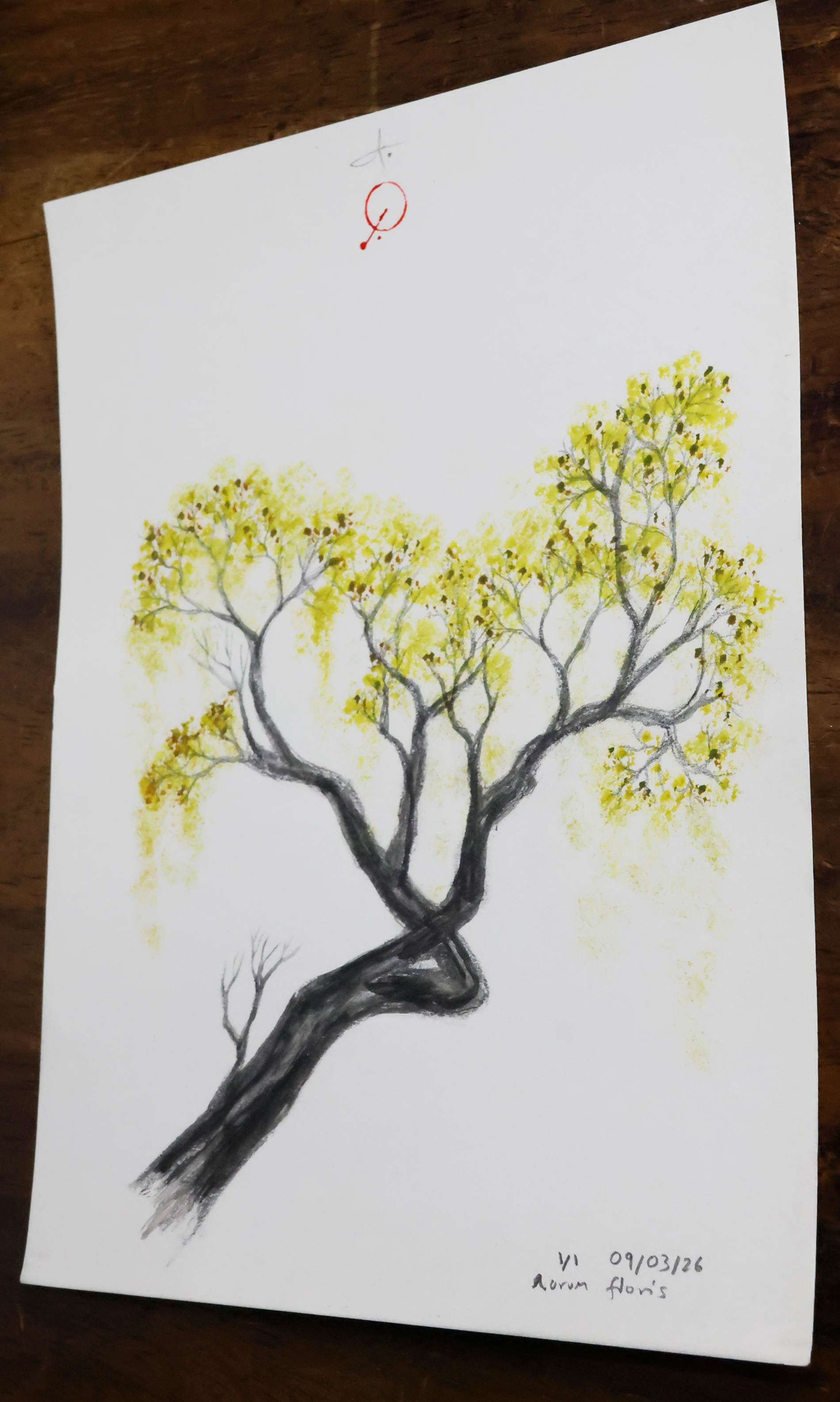 Aurum floris
