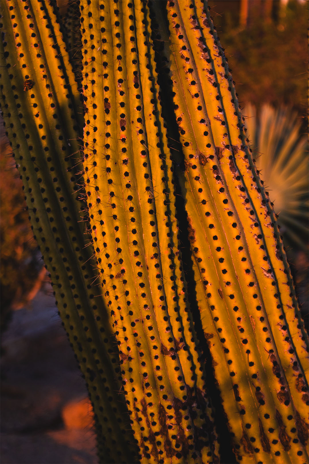 Desierto inolvidable