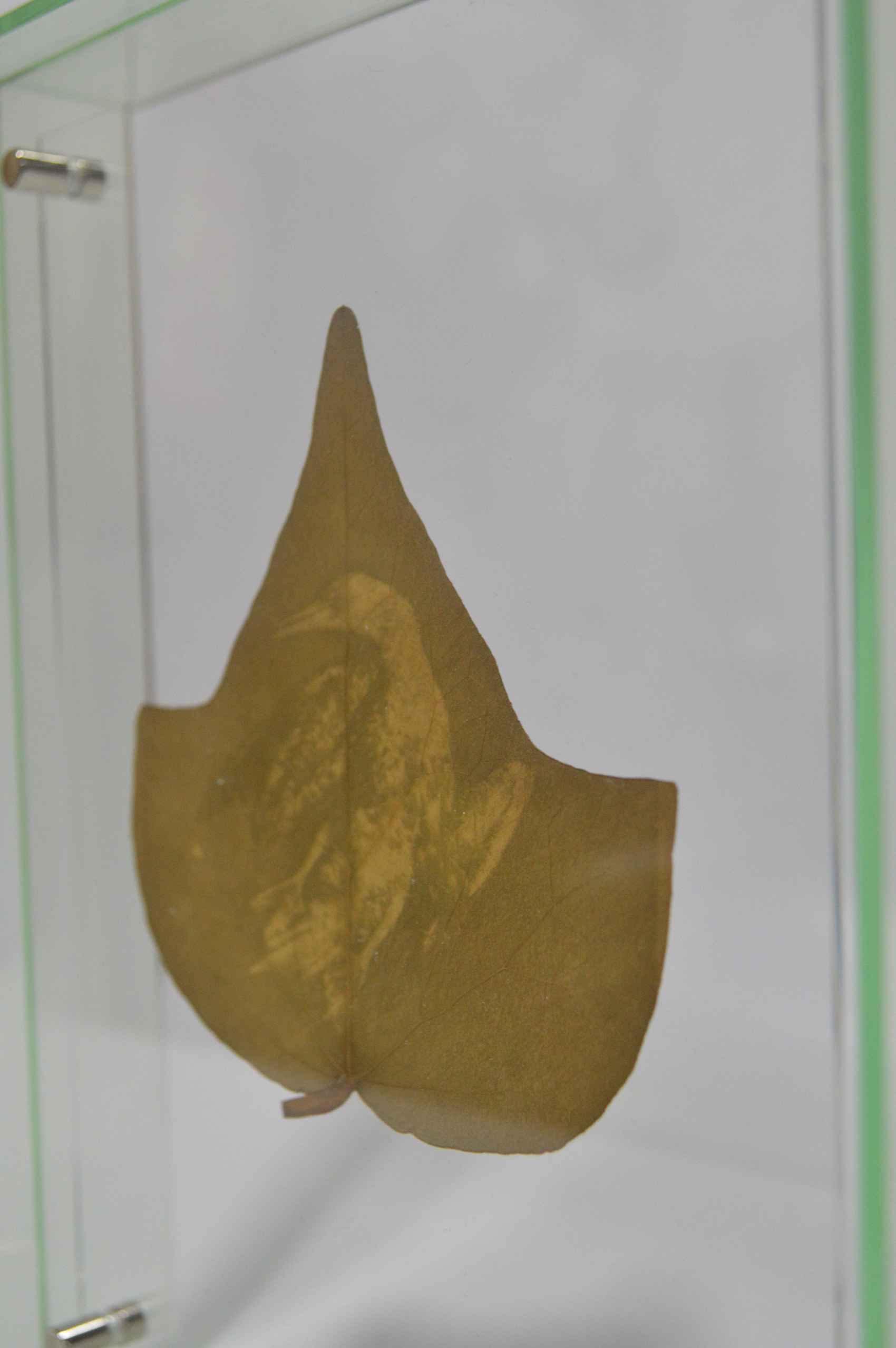 Esto es Naturaleza Muerta