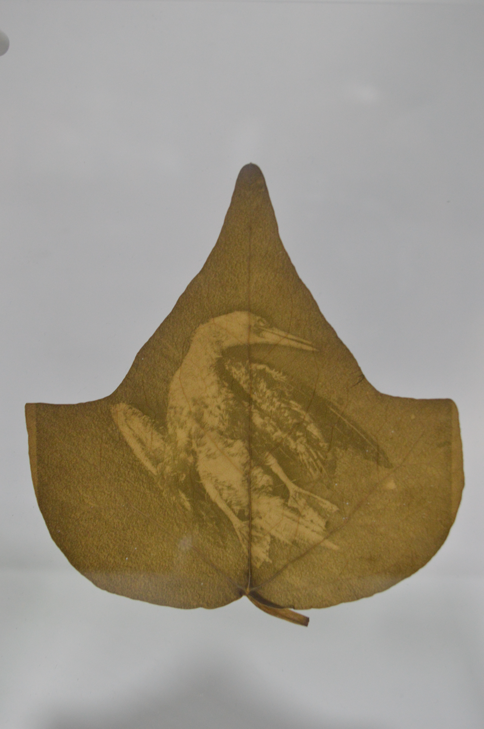 Esto es Naturaleza Muerta