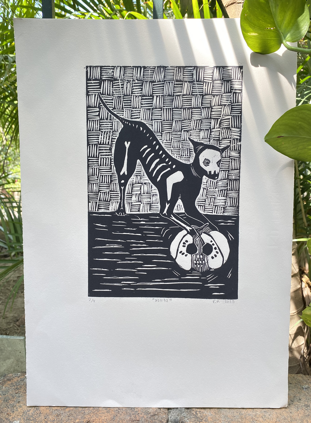 Xolito