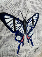 Chorinea Sylphina