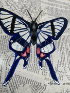 Chorinea Sylphina