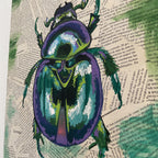 Beetle