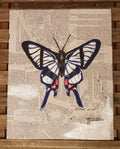 Chorinea Sylphina