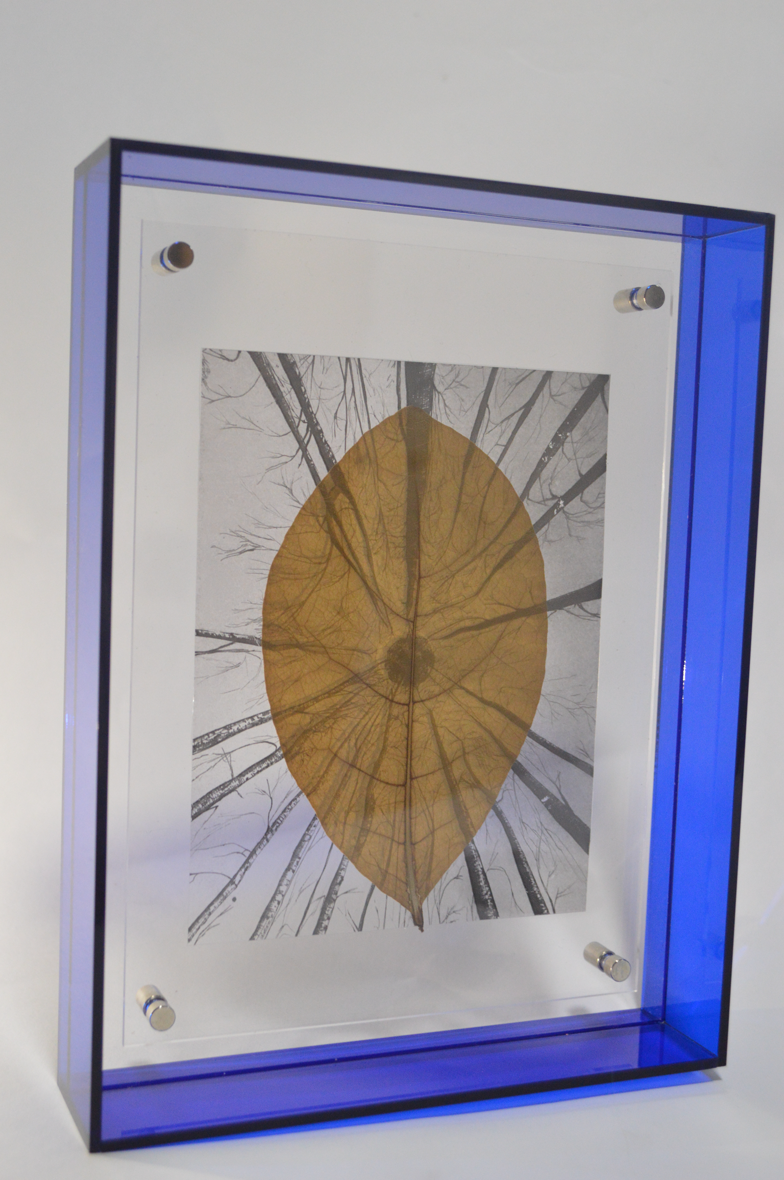 La Hoja de los árboles