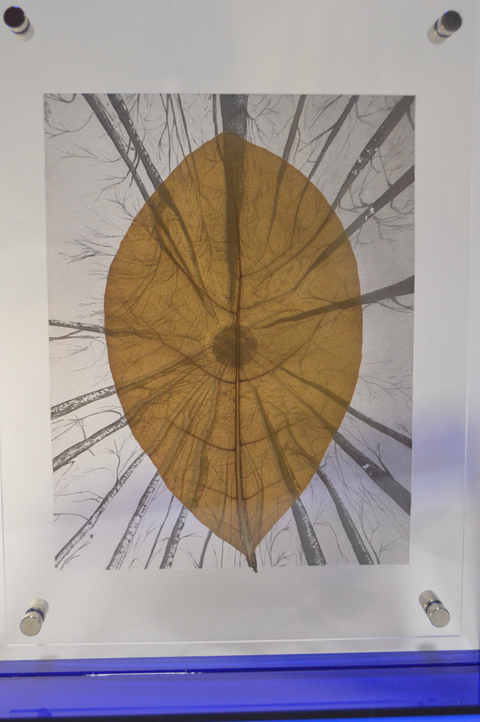 La Hoja de los árboles