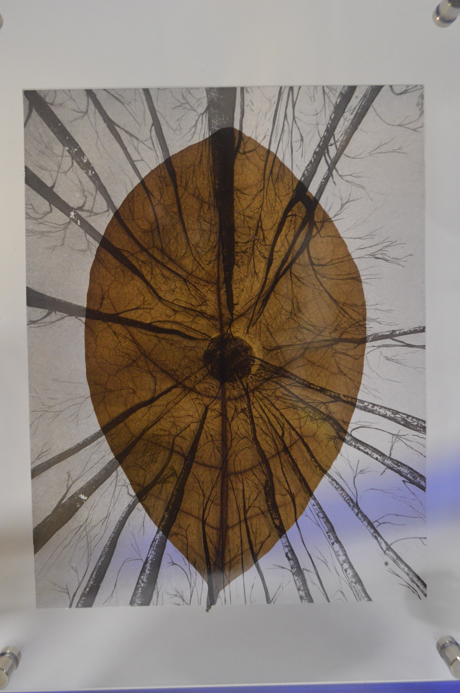 La Hoja de los árboles