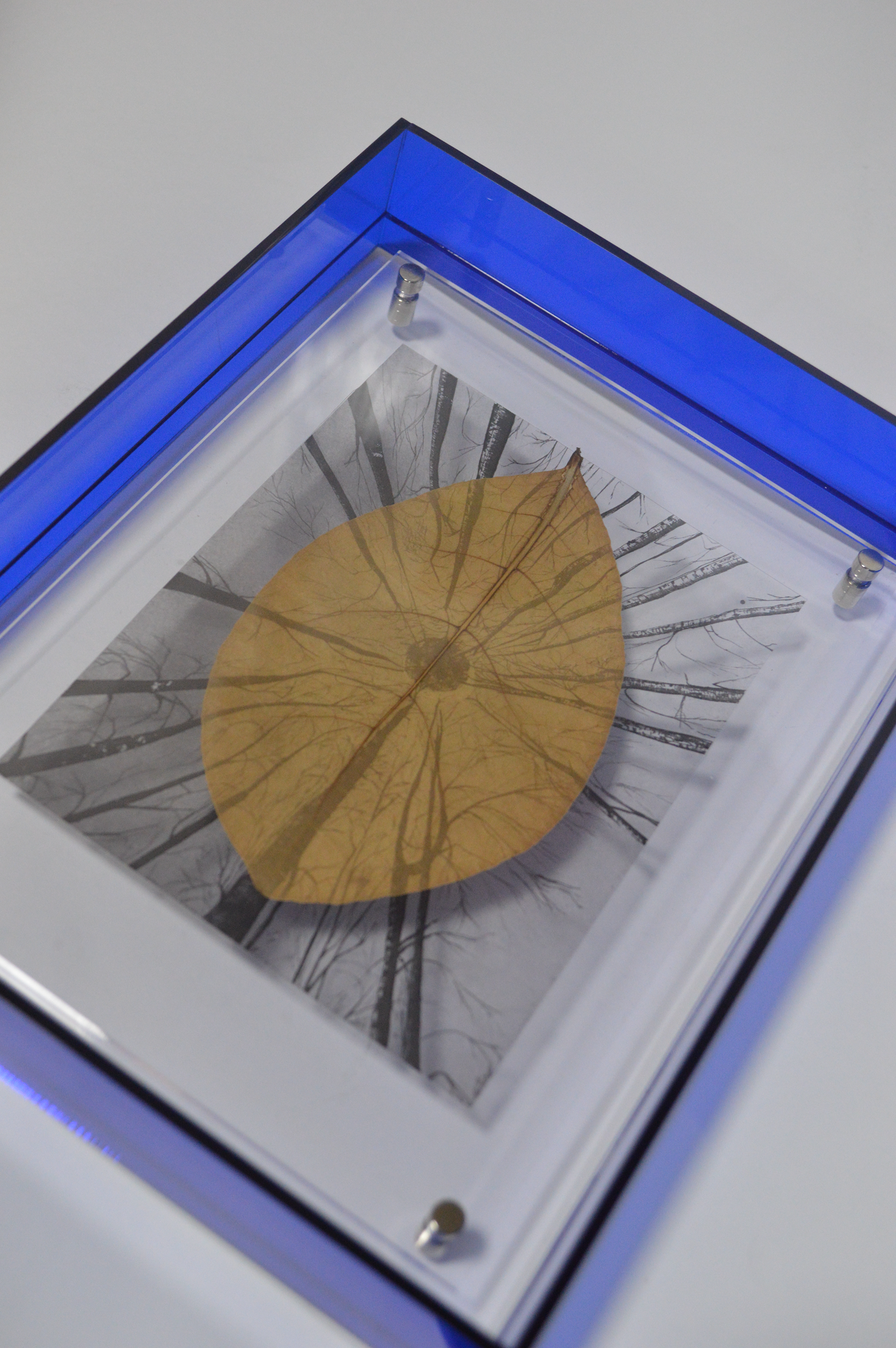 La Hoja de los árboles