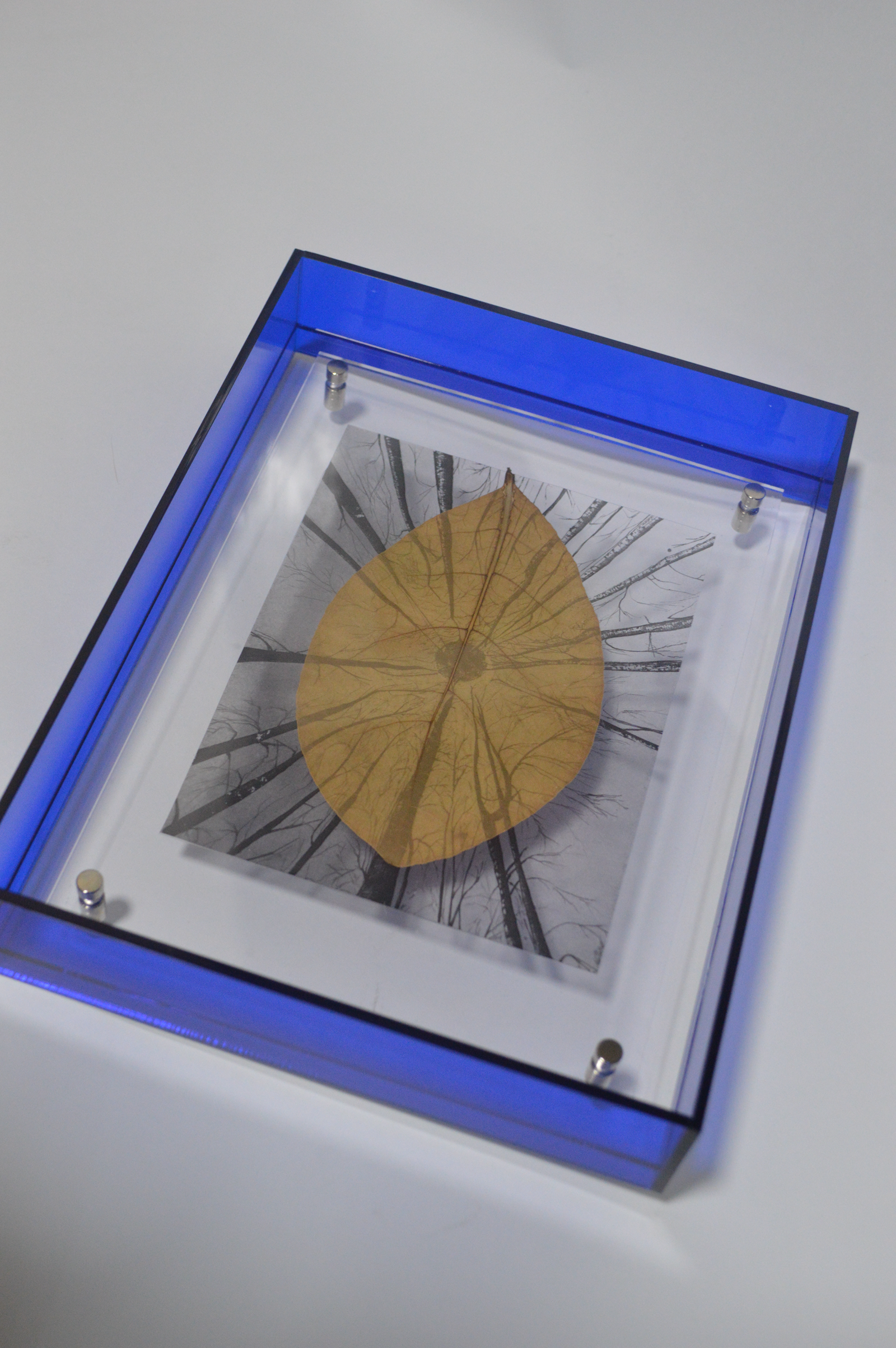 La Hoja de los árboles