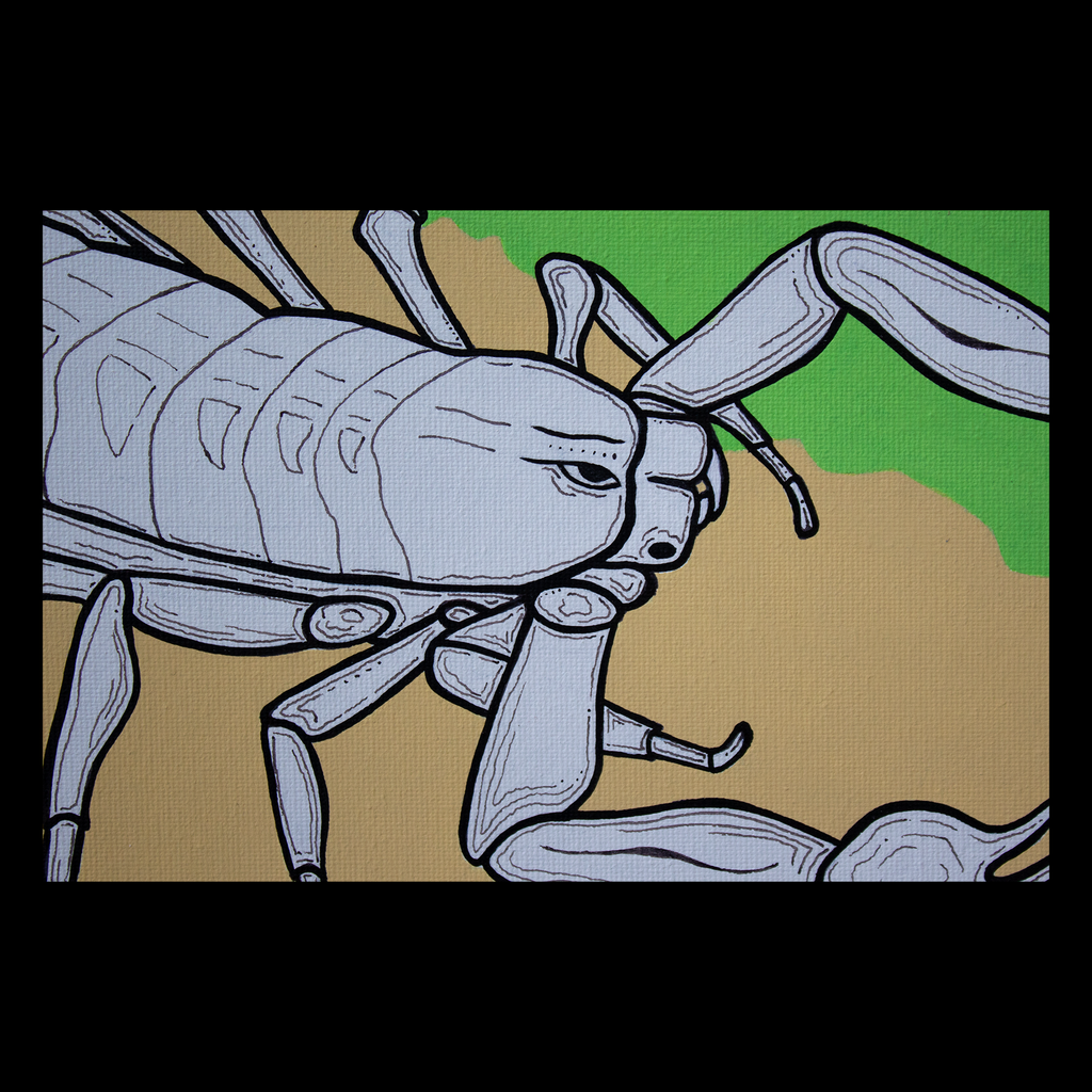 Centruroides noxius