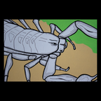 Centruroides noxius